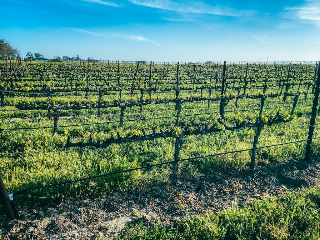 Napa is known for its expansive vineyards and delicious wine.