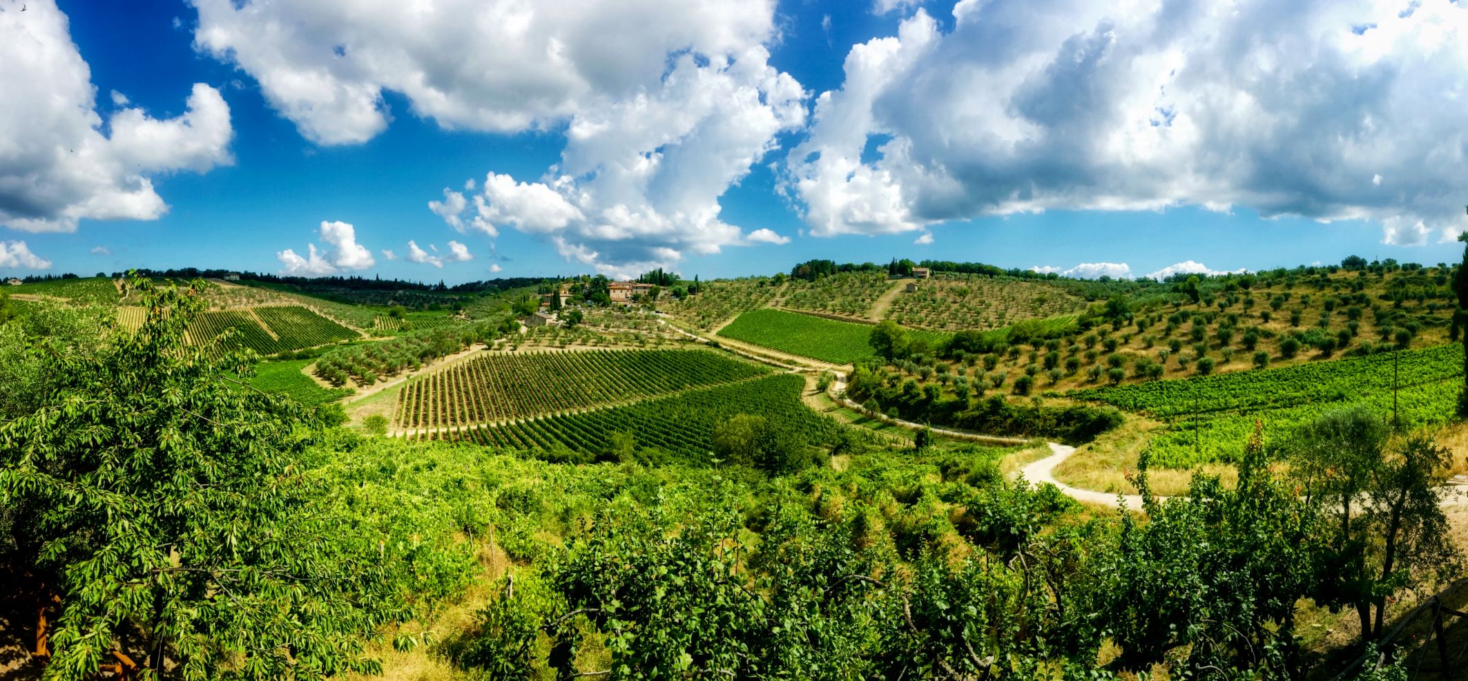 Tuscany's vineyards are full and green and begging to be explored.