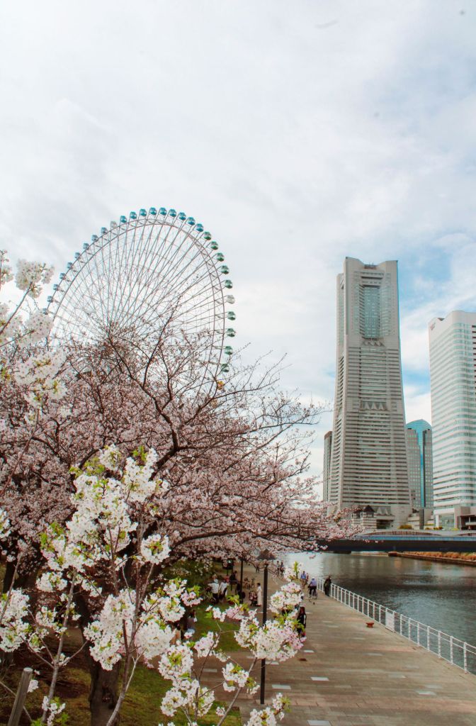 Cherry blossom season is a great time to travel to Japan. The trees are full of beautiful pink and white flowers.