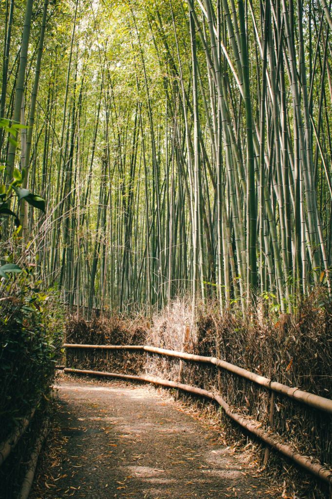 Arashiyama is a small town on the Oi River that features a gorgeous bamboo grove, where you can walk in a place like no other.
