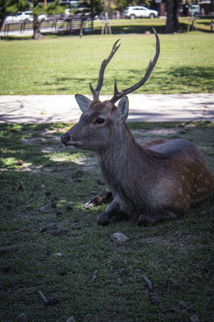 A deer sits calmly in Nara Park.